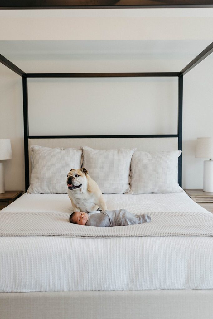 newborn on bed with dog for lifestyle newborn session