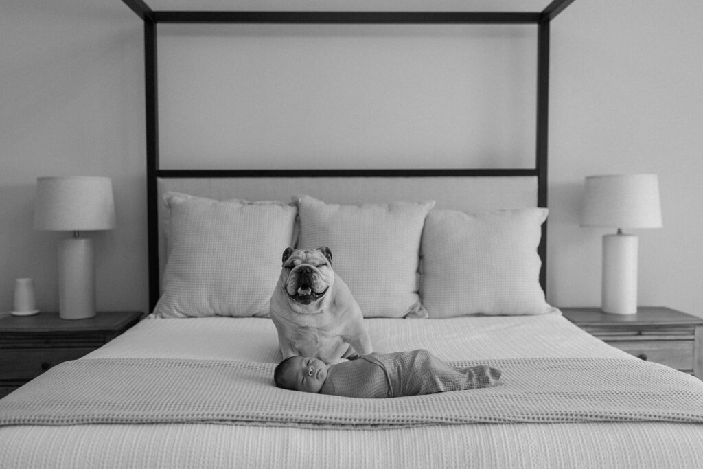 newborn on bed with dog for lifestyle newborn session